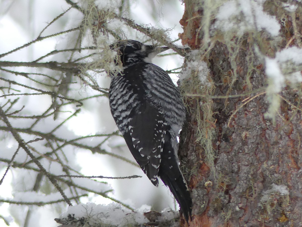 American Three-toed Woodpecker - ML646399130