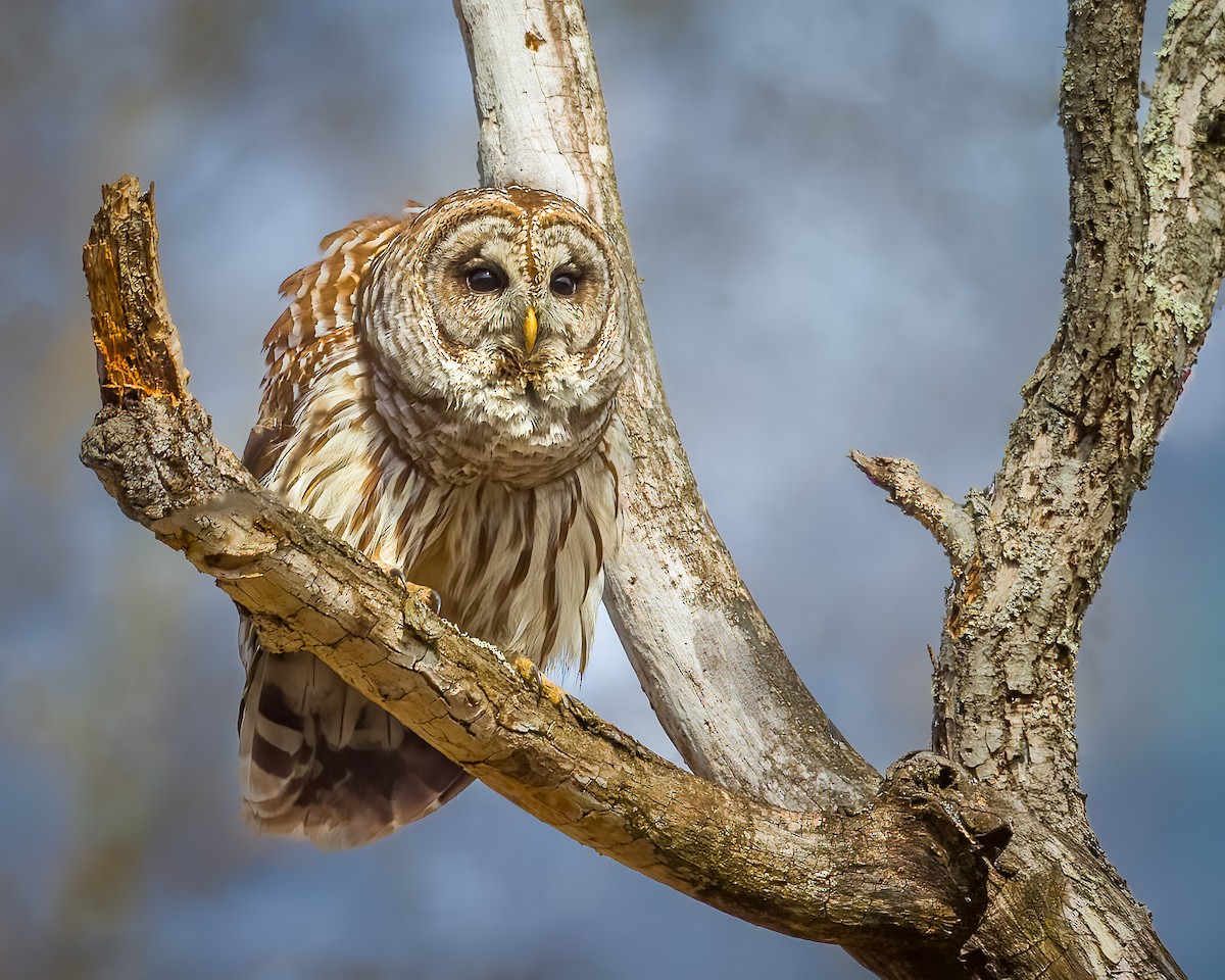 Barred Owl - ML646399131