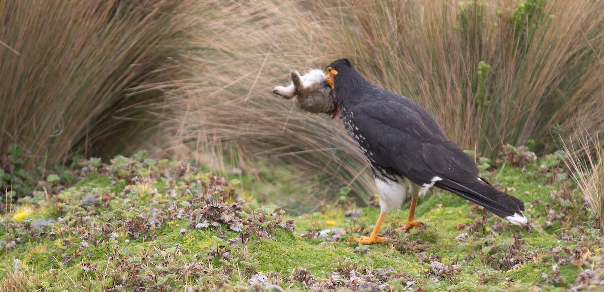 Carunculated Caracara - ML646399135