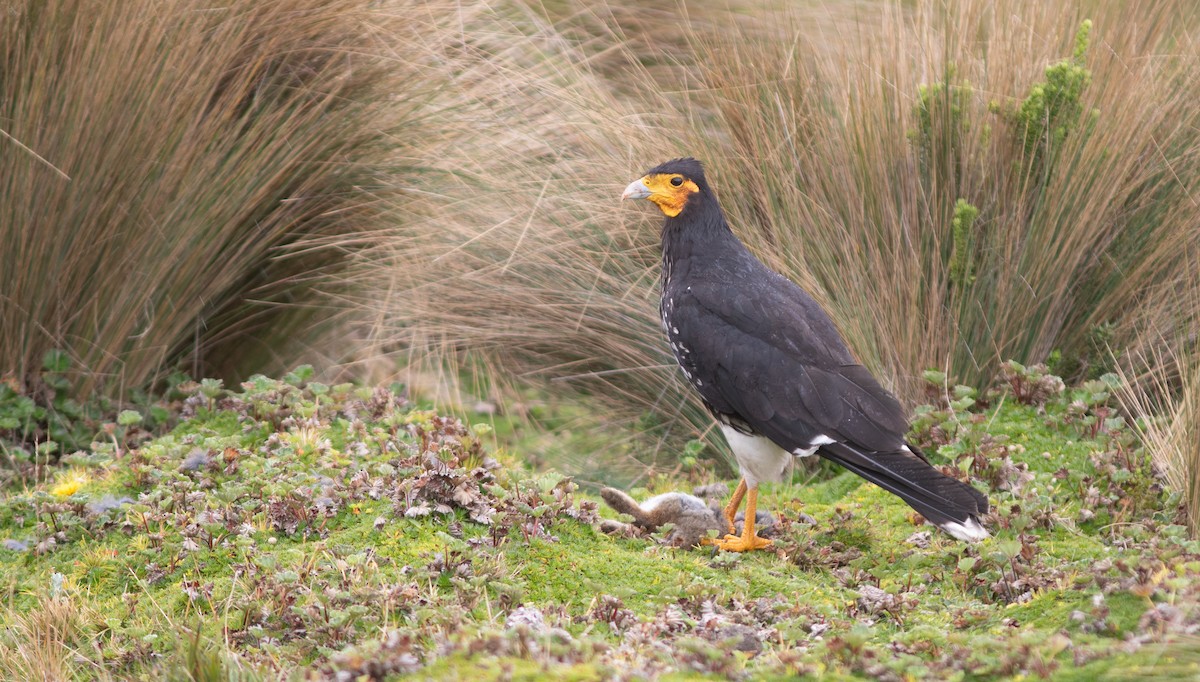 Carunculated Caracara - ML646399136