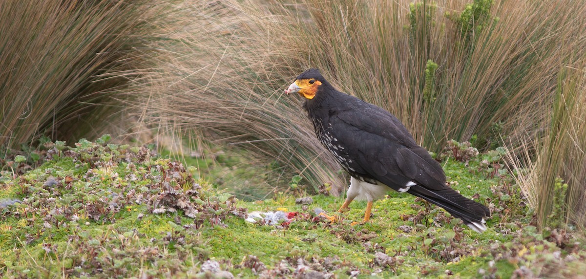 Carunculated Caracara - ML646399137