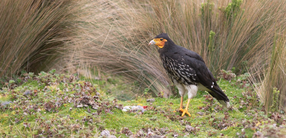 Carunculated Caracara - ML646399138