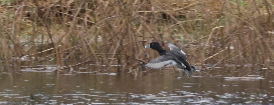 Ring-necked Duck - ML646399139