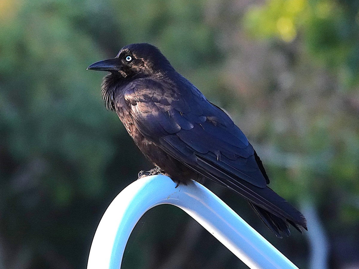 Australian Raven - ML646399152