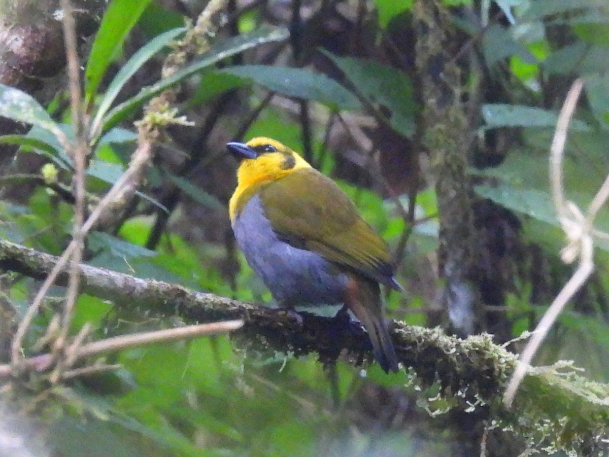 Nelicourvi Weaver - ML646399156