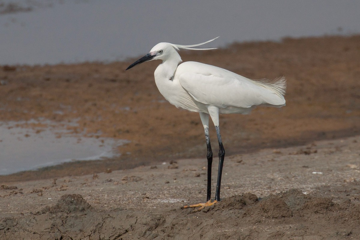 Little Egret - ML646399157