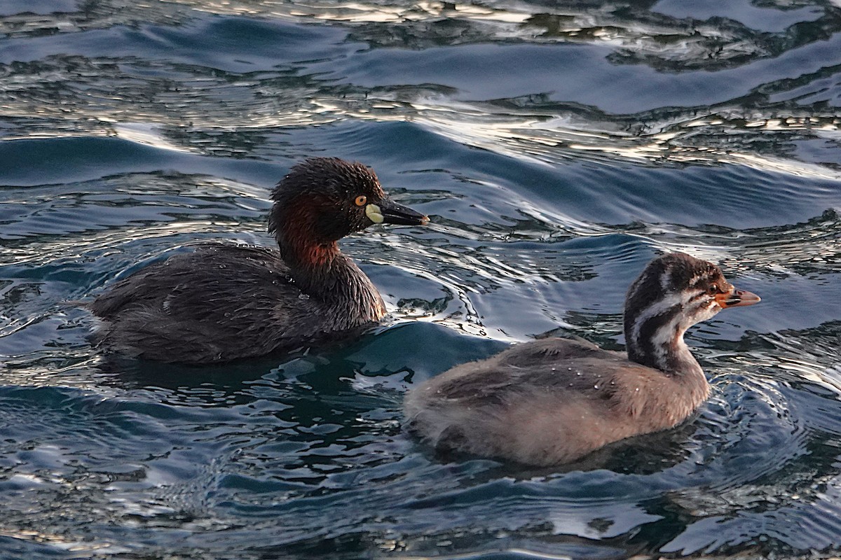 Australasian Grebe - ML646399159