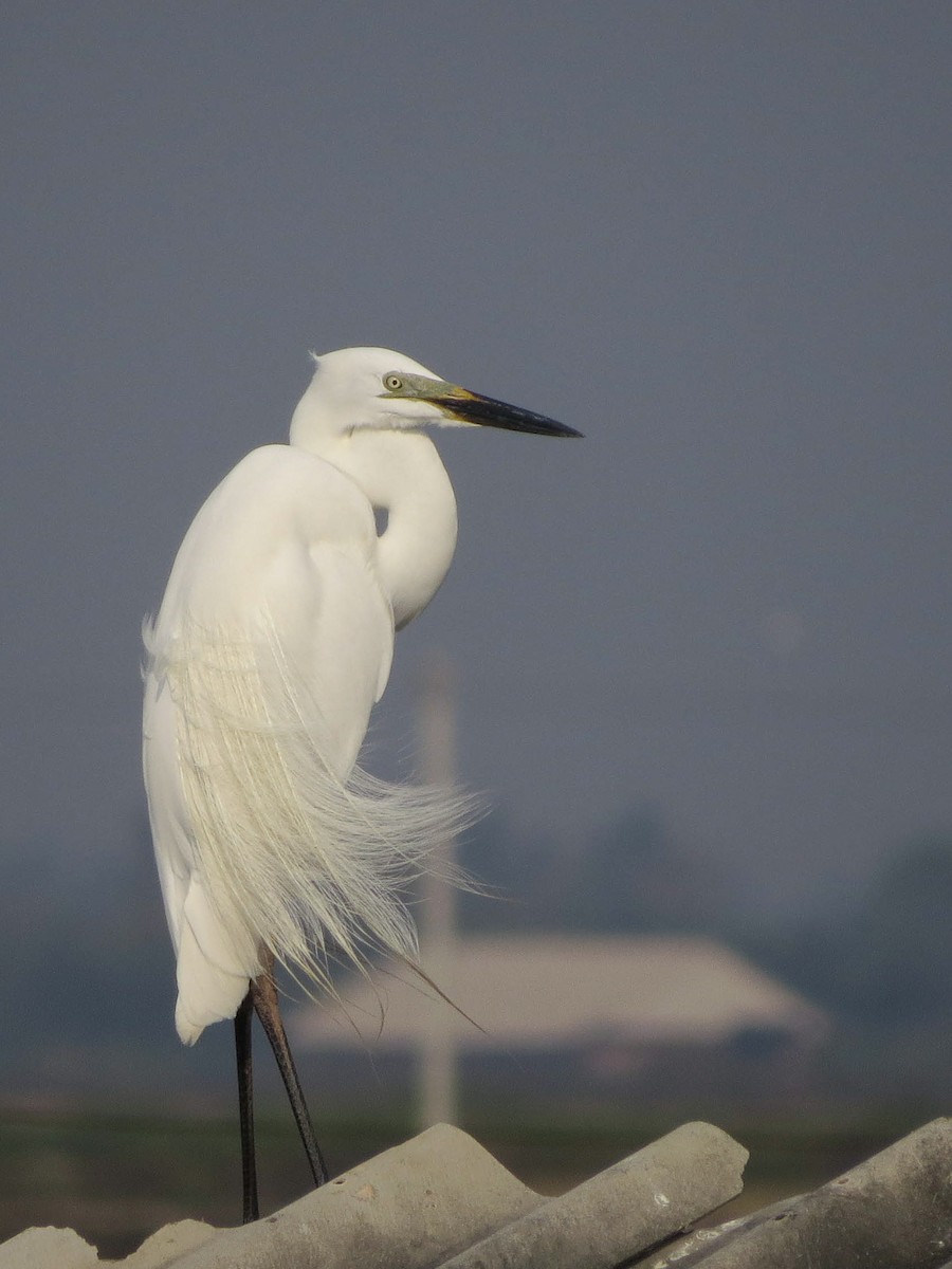 Great Egret - ML646399160