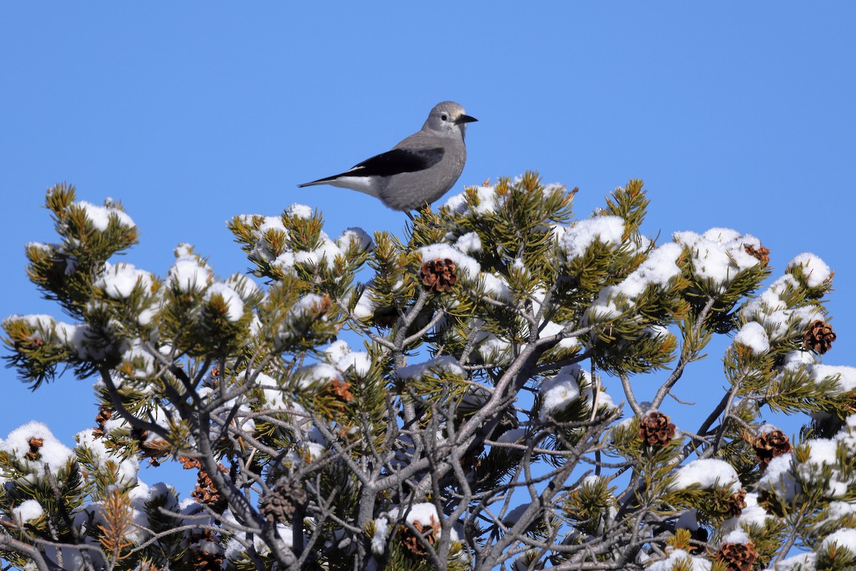 Clark's Nutcracker - ML646399161
