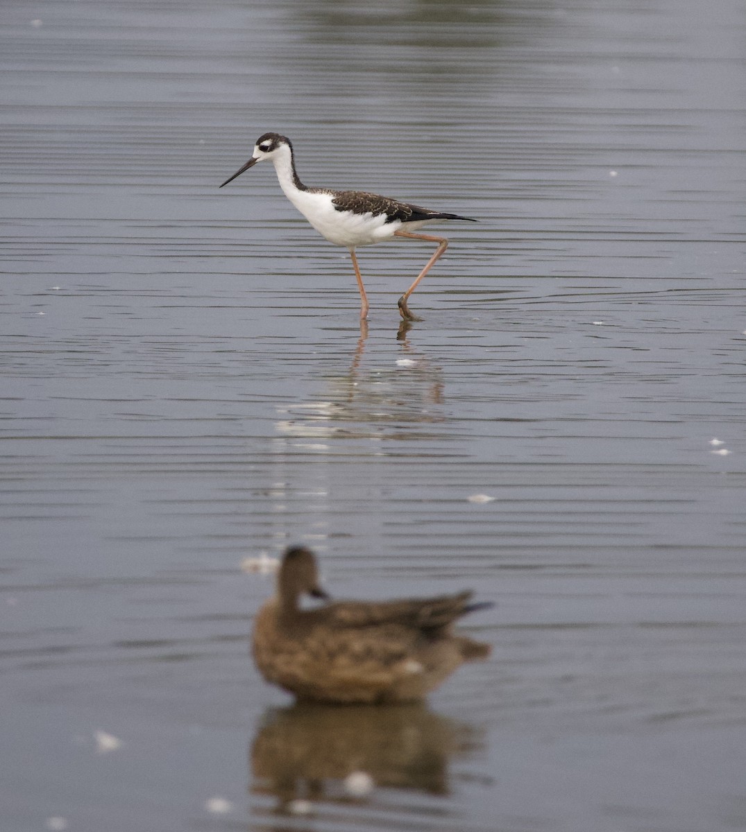 Cinnamon Teal - ML646399166