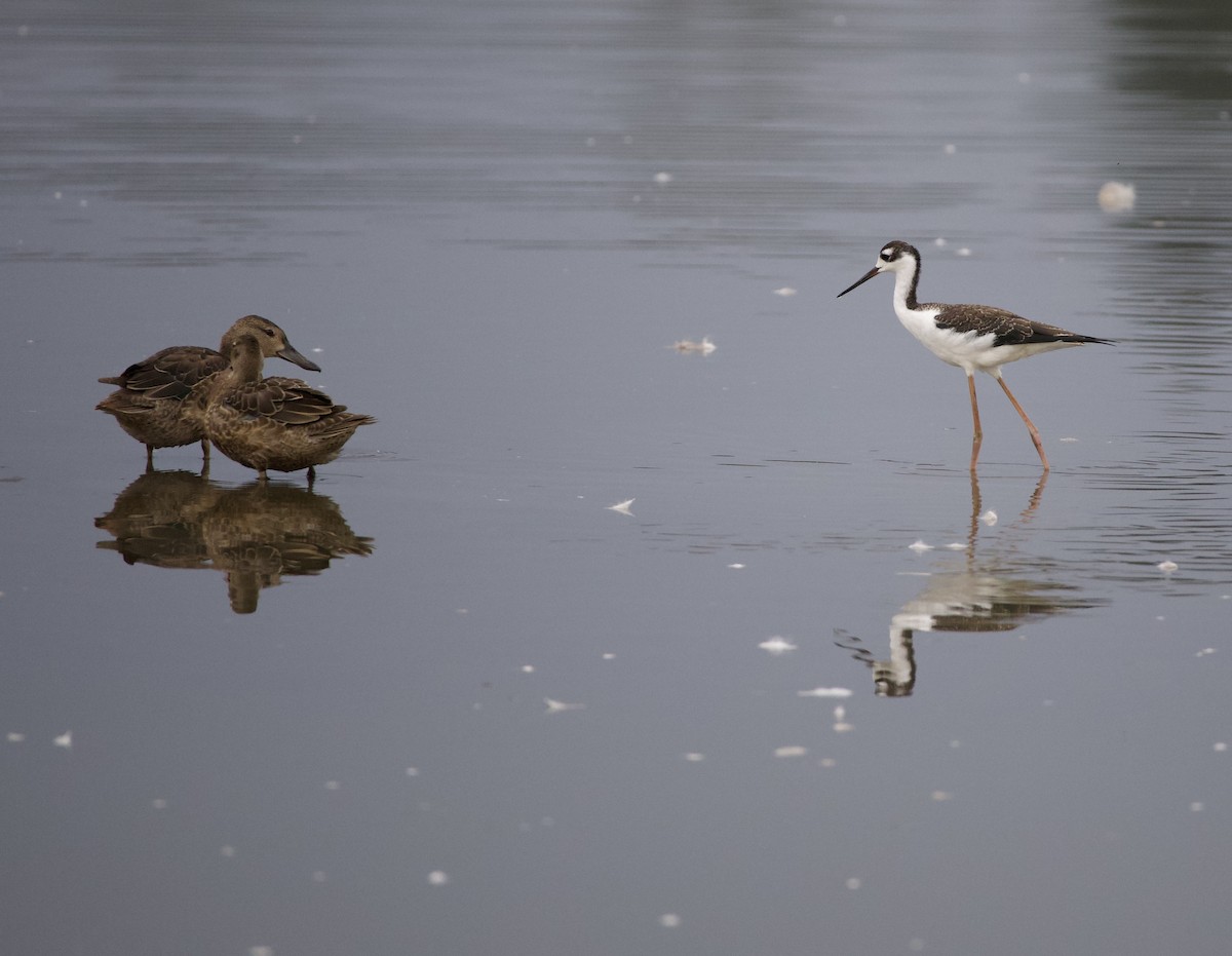 Cinnamon Teal - ML646399170