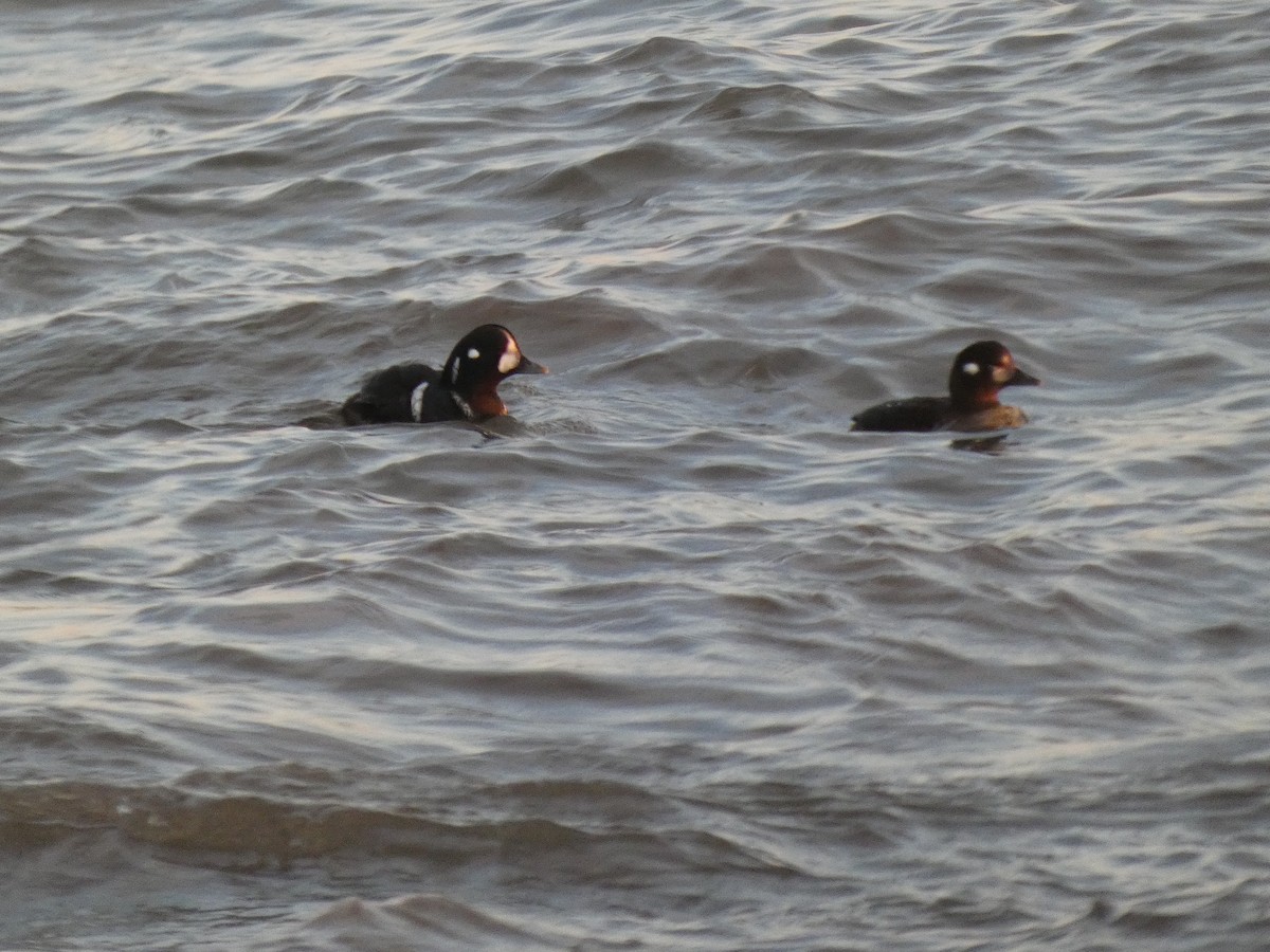 Harlequin Duck - ML646399176