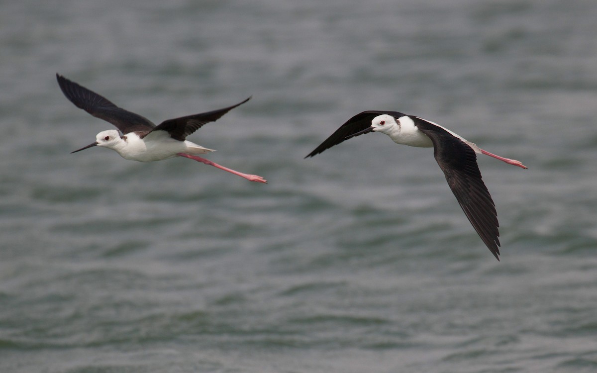 Black-winged Stilt - ML646399178