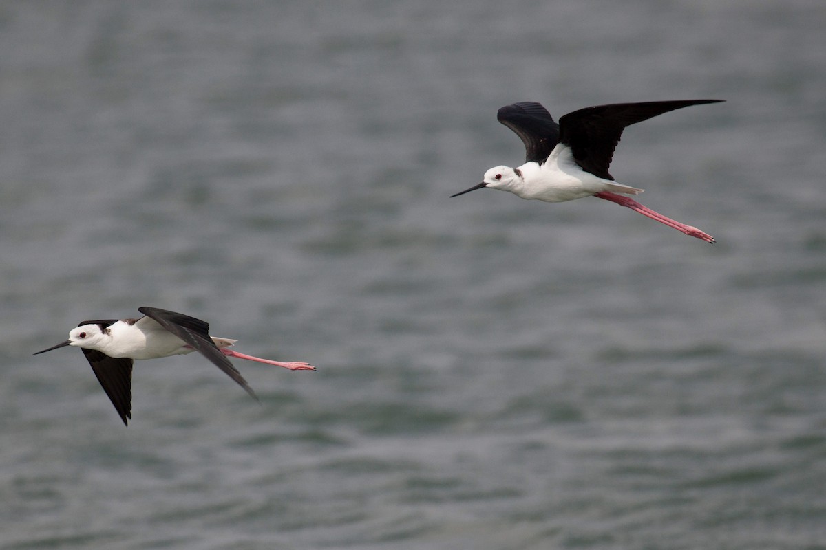 Black-winged Stilt - ML646399179