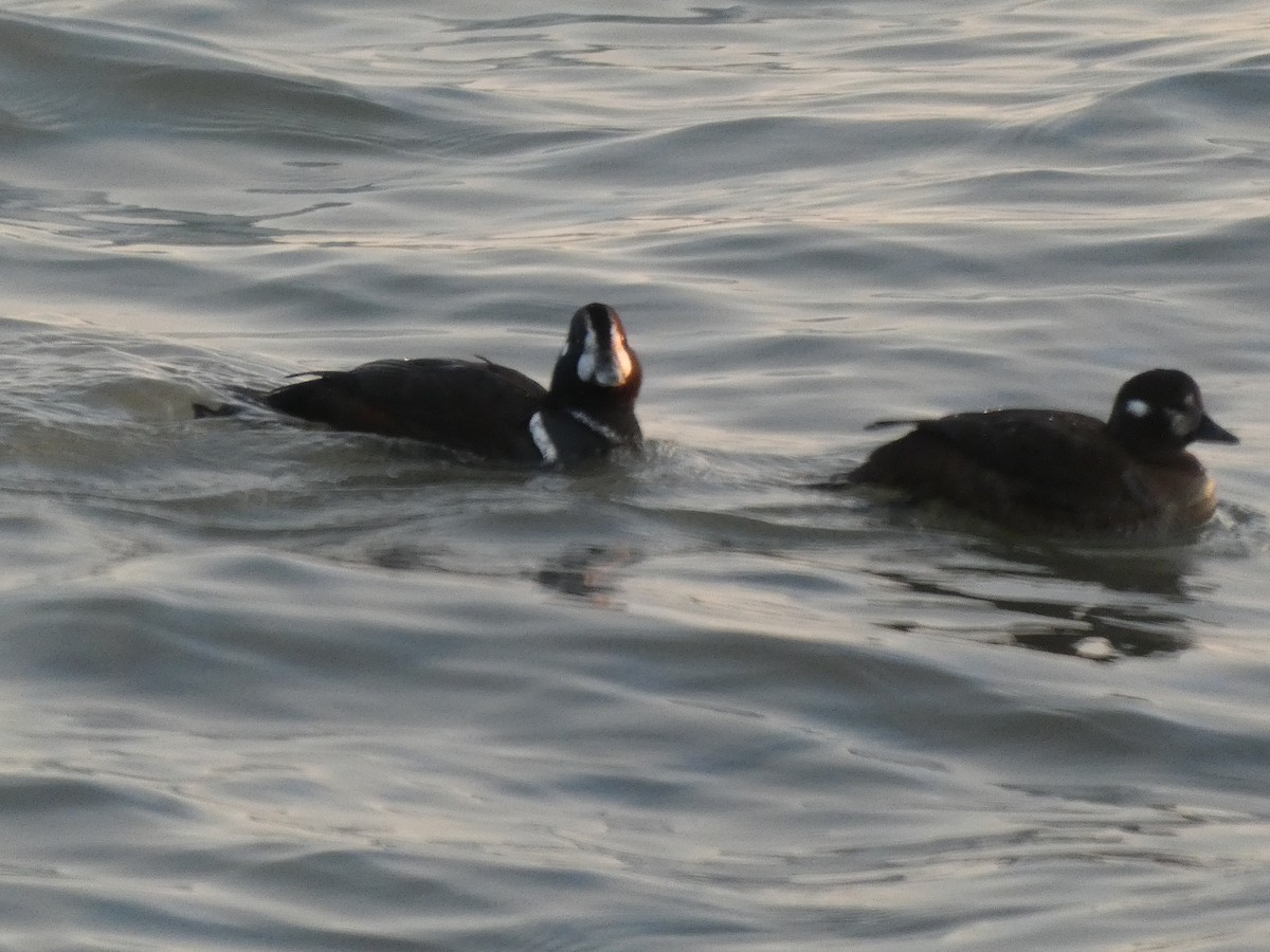 Harlequin Duck - ML646399180