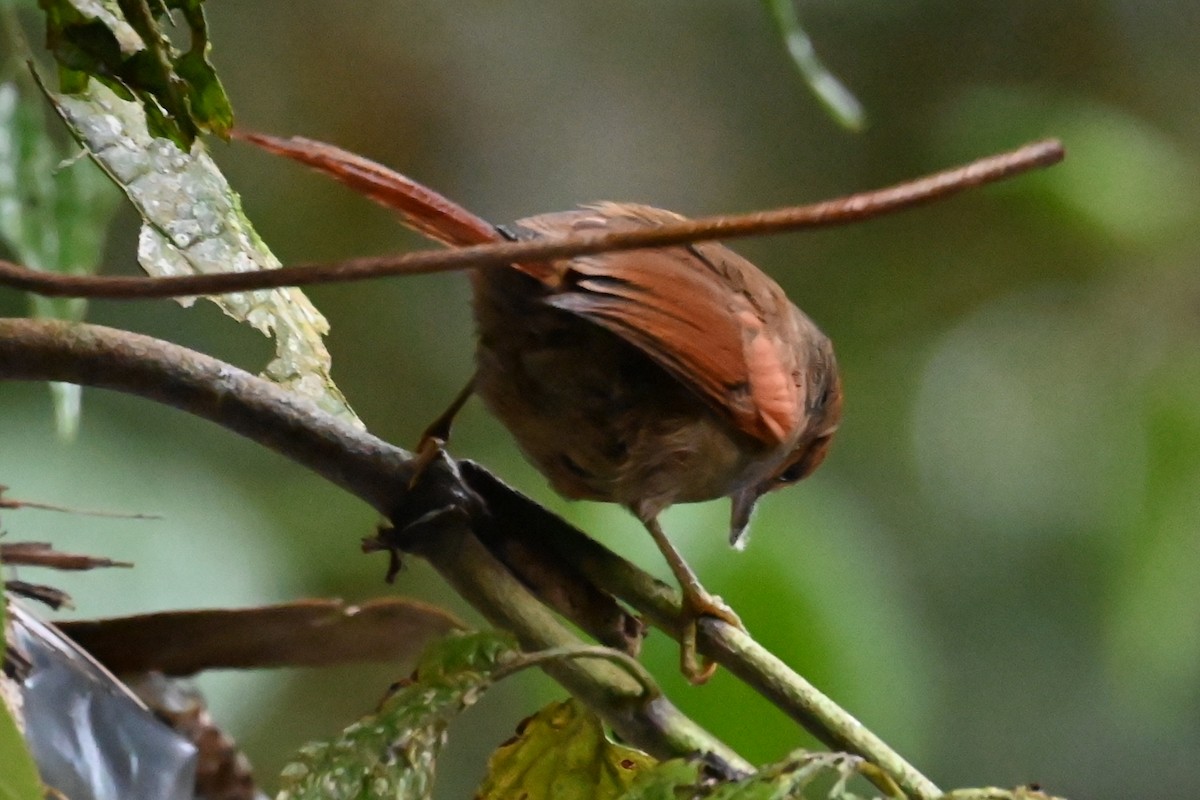 Red-faced Spinetail - ML646399181