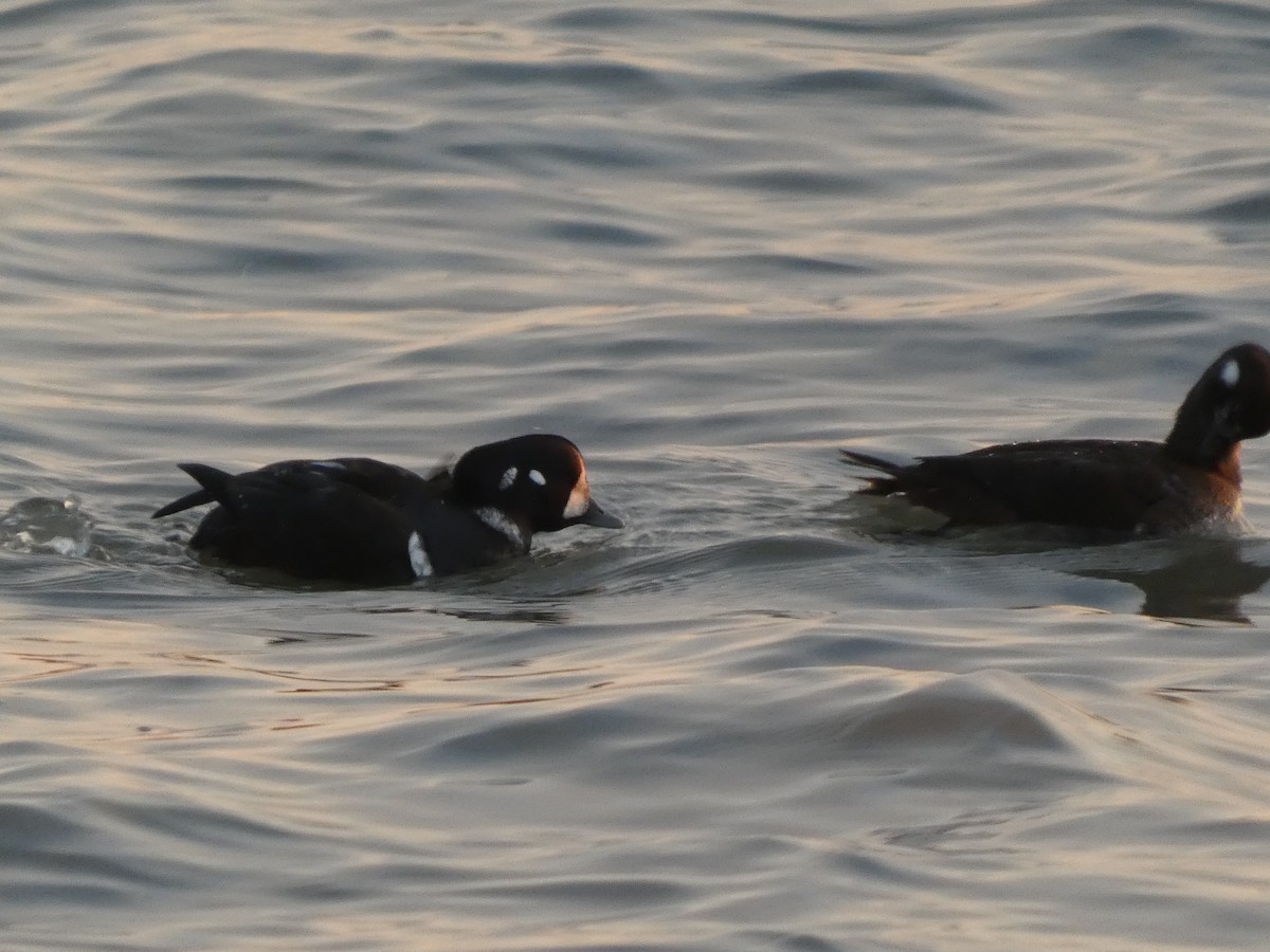 Harlequin Duck - ML646399182