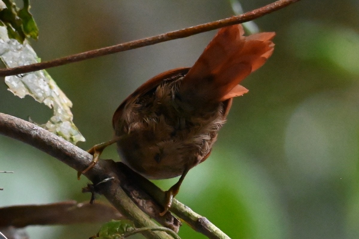 Red-faced Spinetail - ML646399183