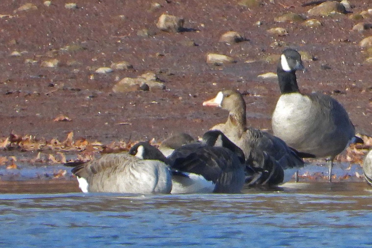 Greater White-fronted Goose - ML646399184