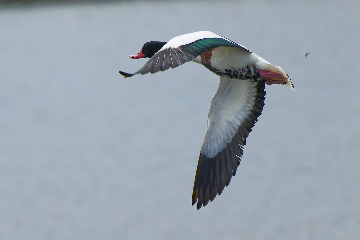 Галагаз євразійський - ML646399187