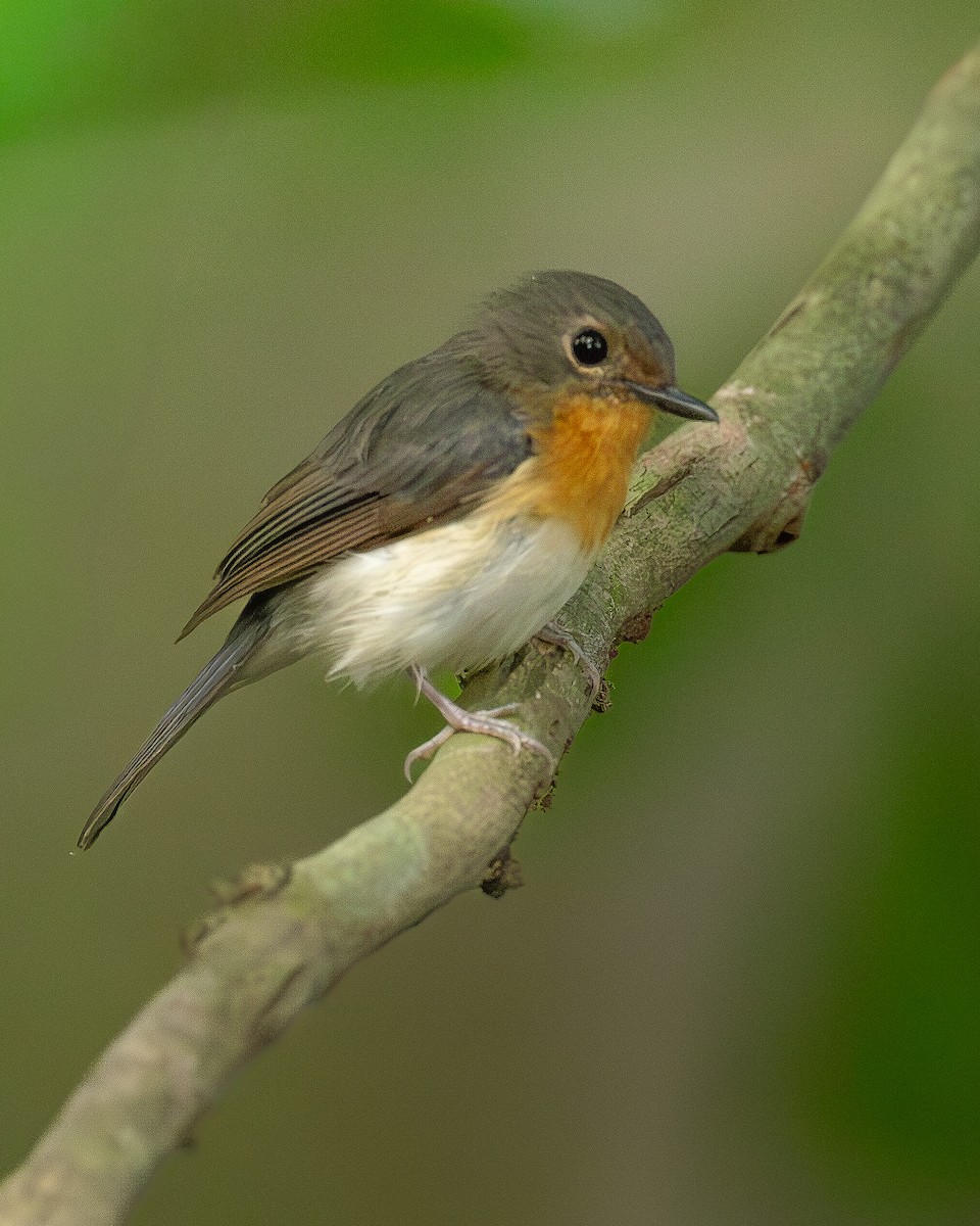Indochinese Blue Flycatcher - ML646399193