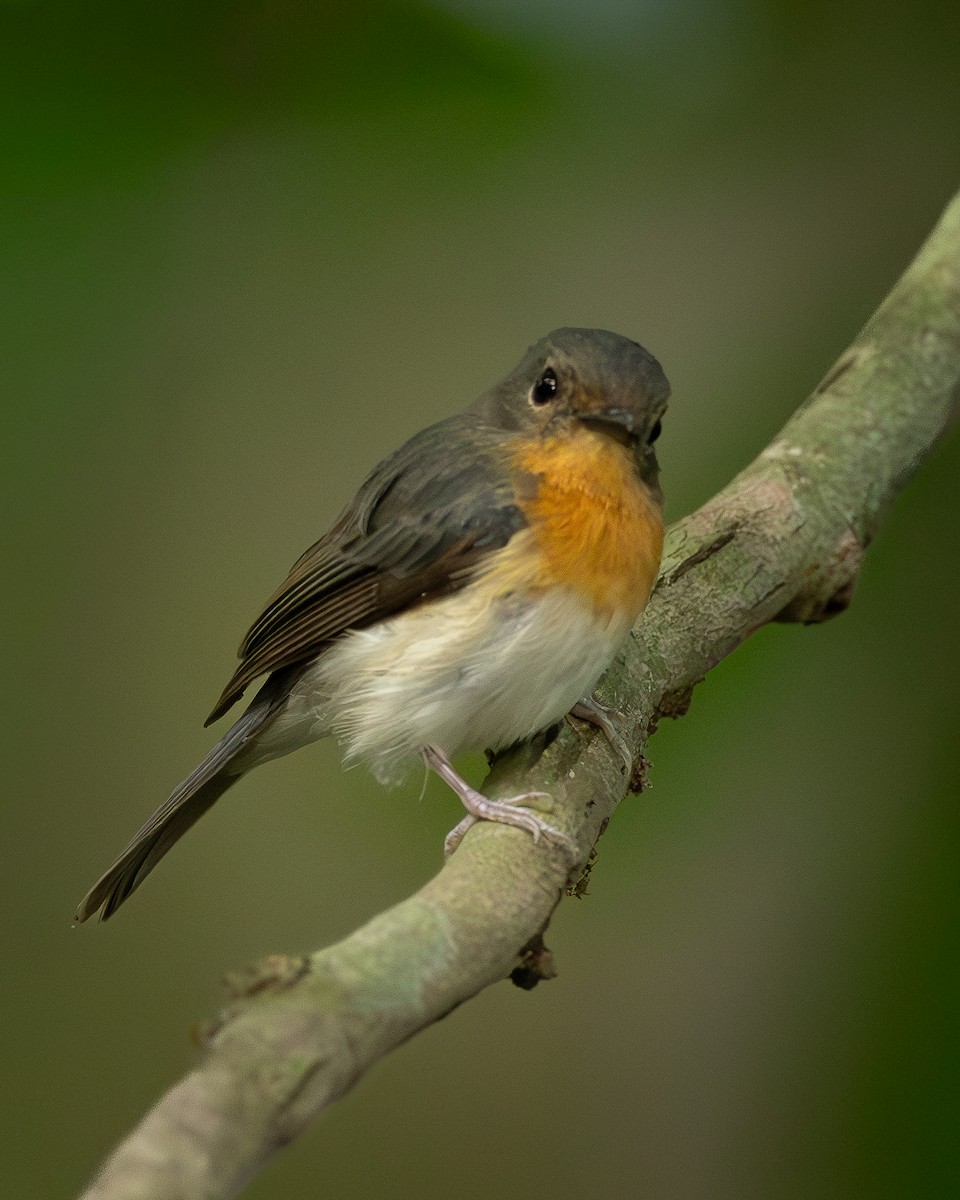 Indochinese Blue Flycatcher - ML646399194