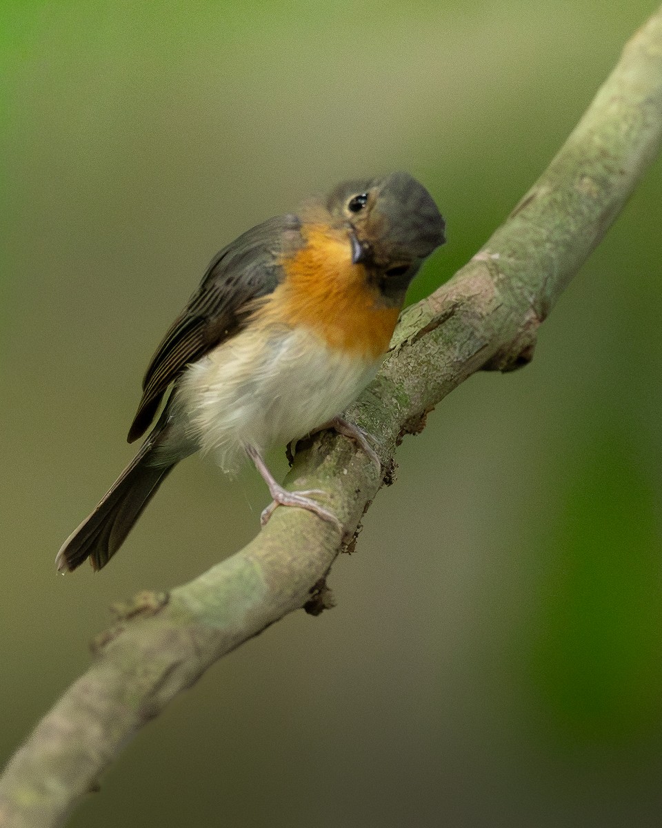 Indochinese Blue Flycatcher - ML646399195