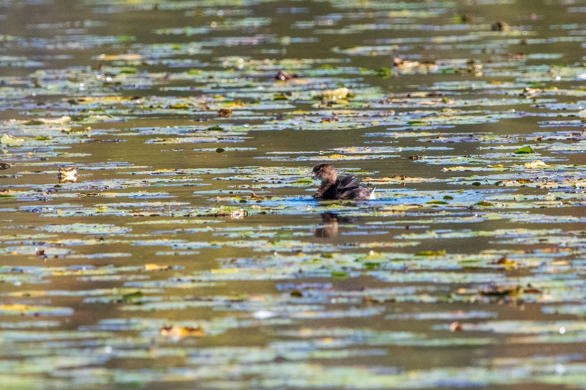 Pied-billed Grebe - ML646399254
