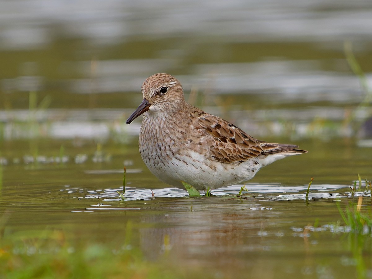 Побережник білогрудий - ML646399256