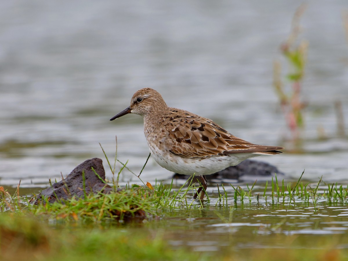 Побережник білогрудий - ML646399258