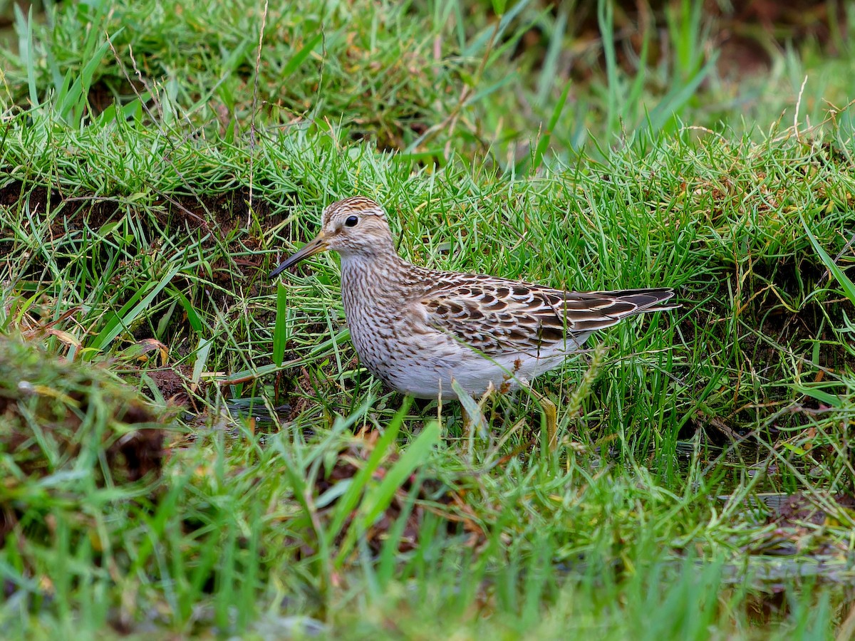 Побережник арктичний - ML646399260