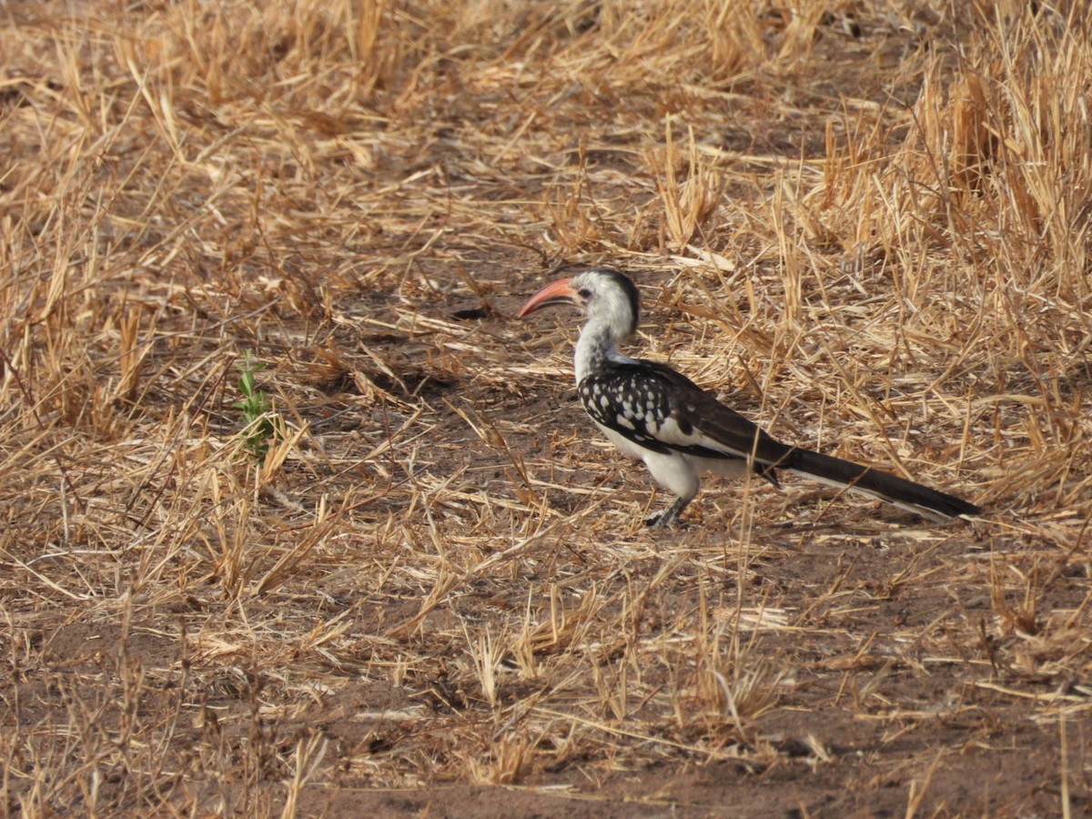 Токо червонодзьобий - ML646399265