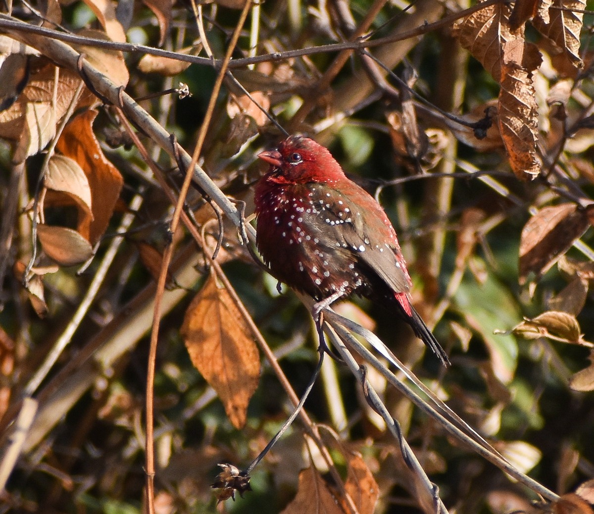 Бенгалик червоний - ML646399267