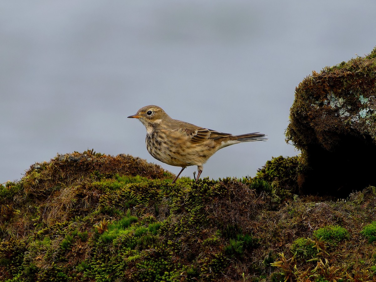 Щеврик американський - ML646399280