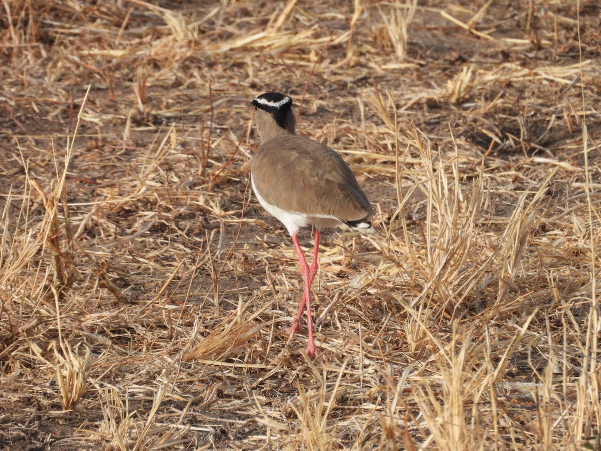 Чайка чорнолоба - ML646399286