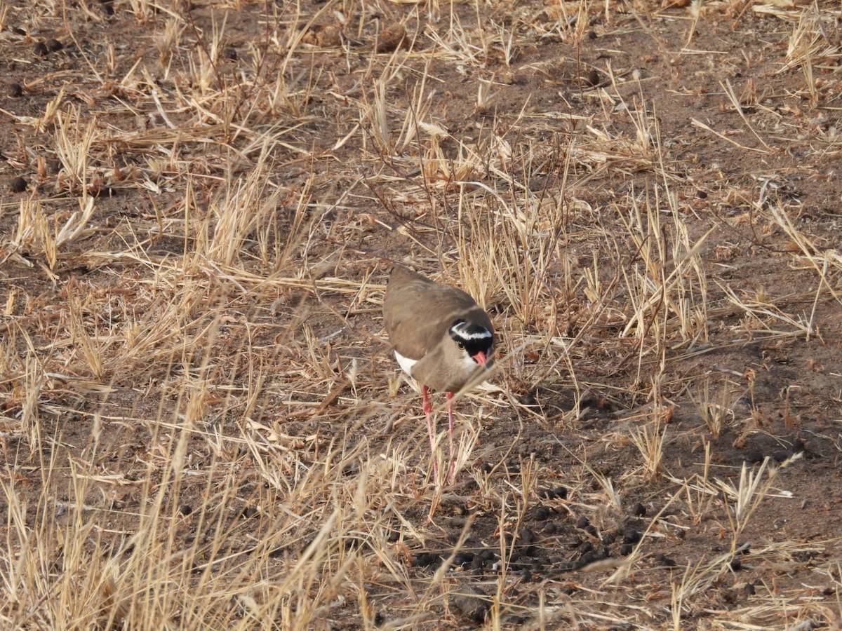 Чайка чорнолоба - ML646399287