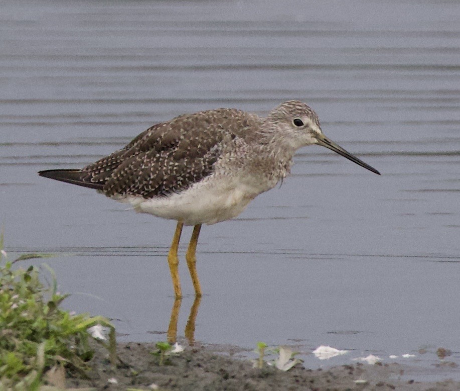 Коловодник строкатий - ML646399288