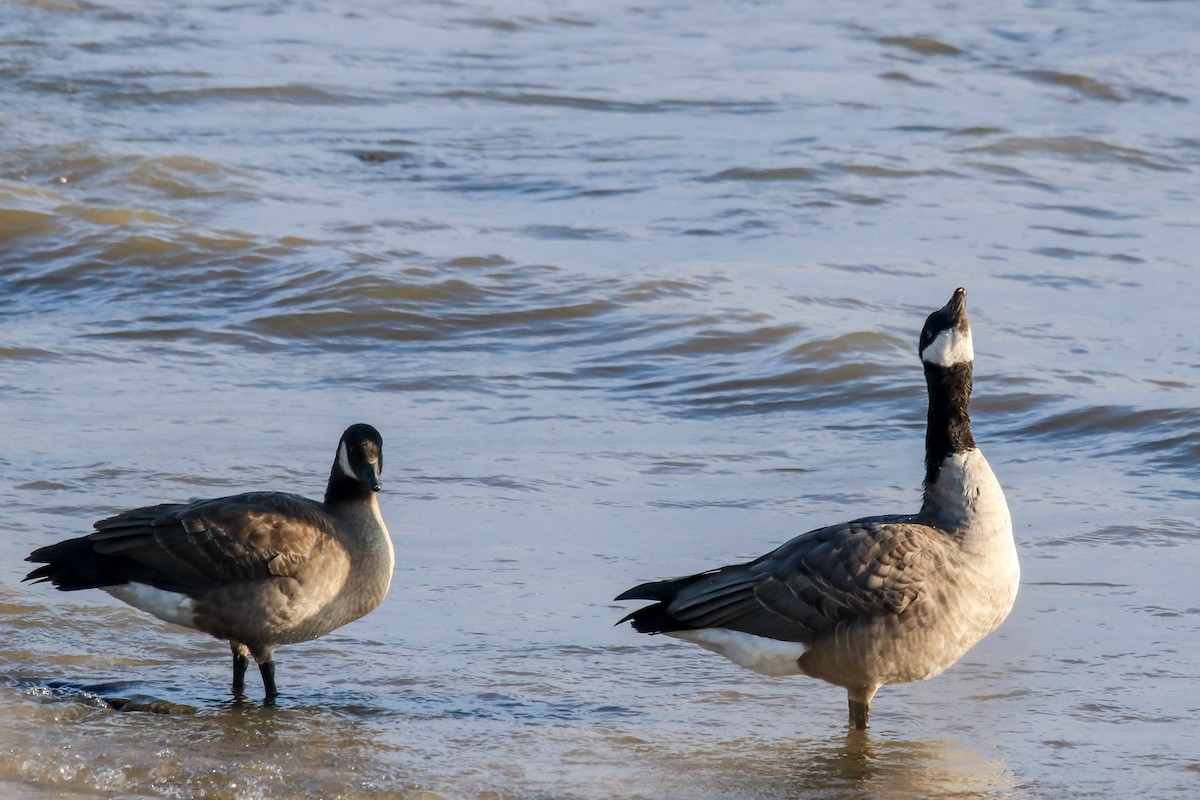 polargås - ML646399289