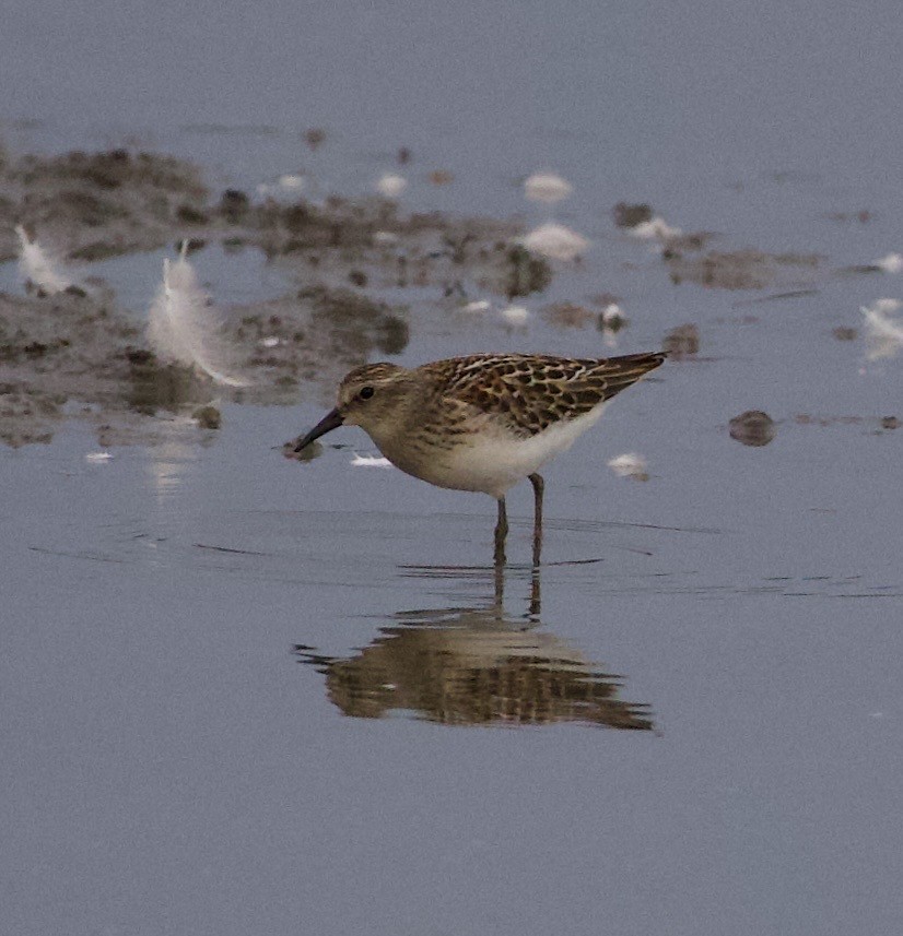 Побережник-крихітка - ML646399290