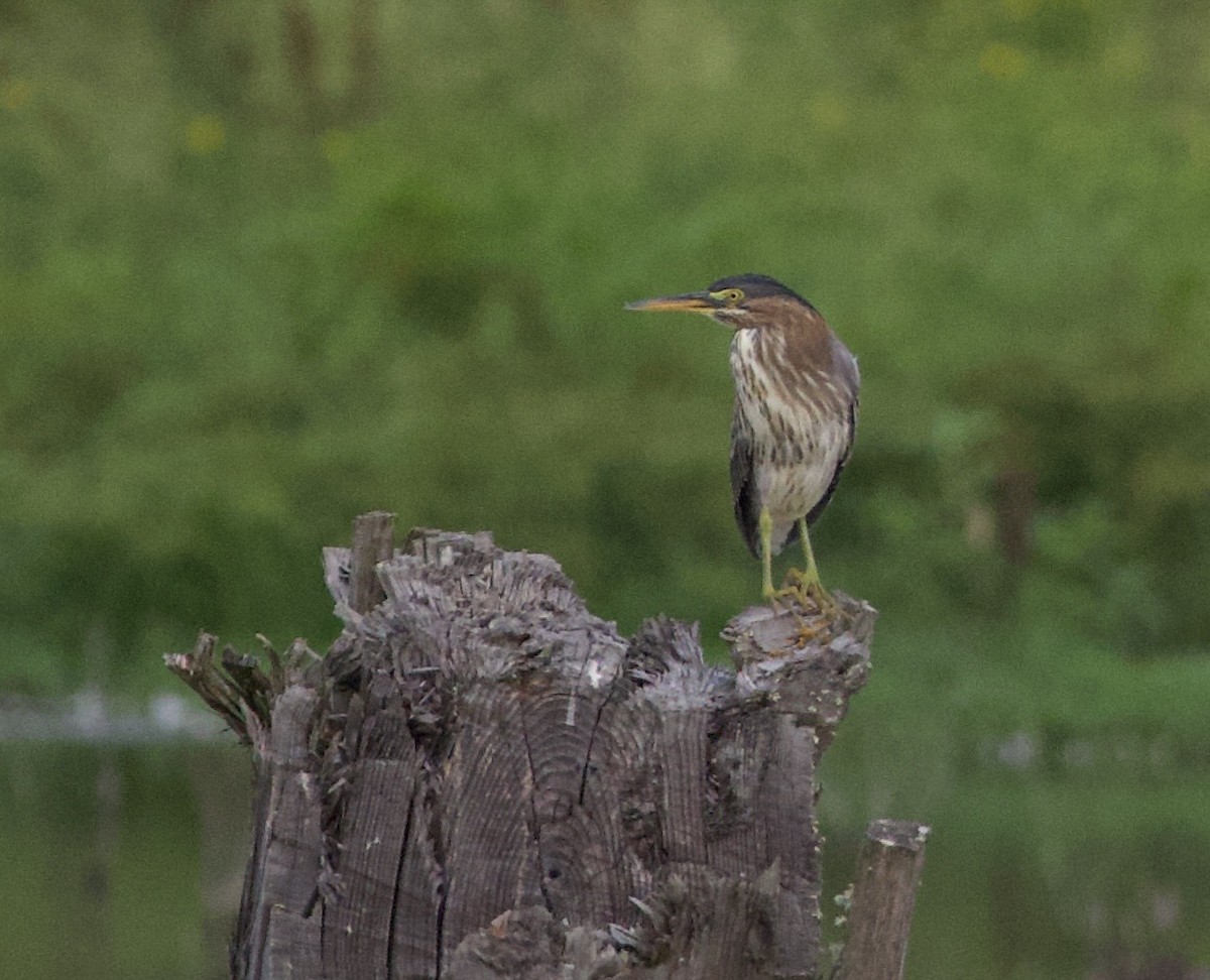 Чапля зелена - ML646399292