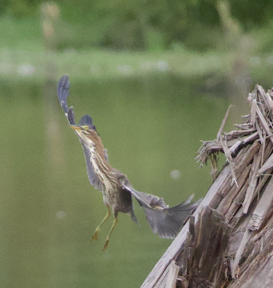 Чапля зелена - ML646399293