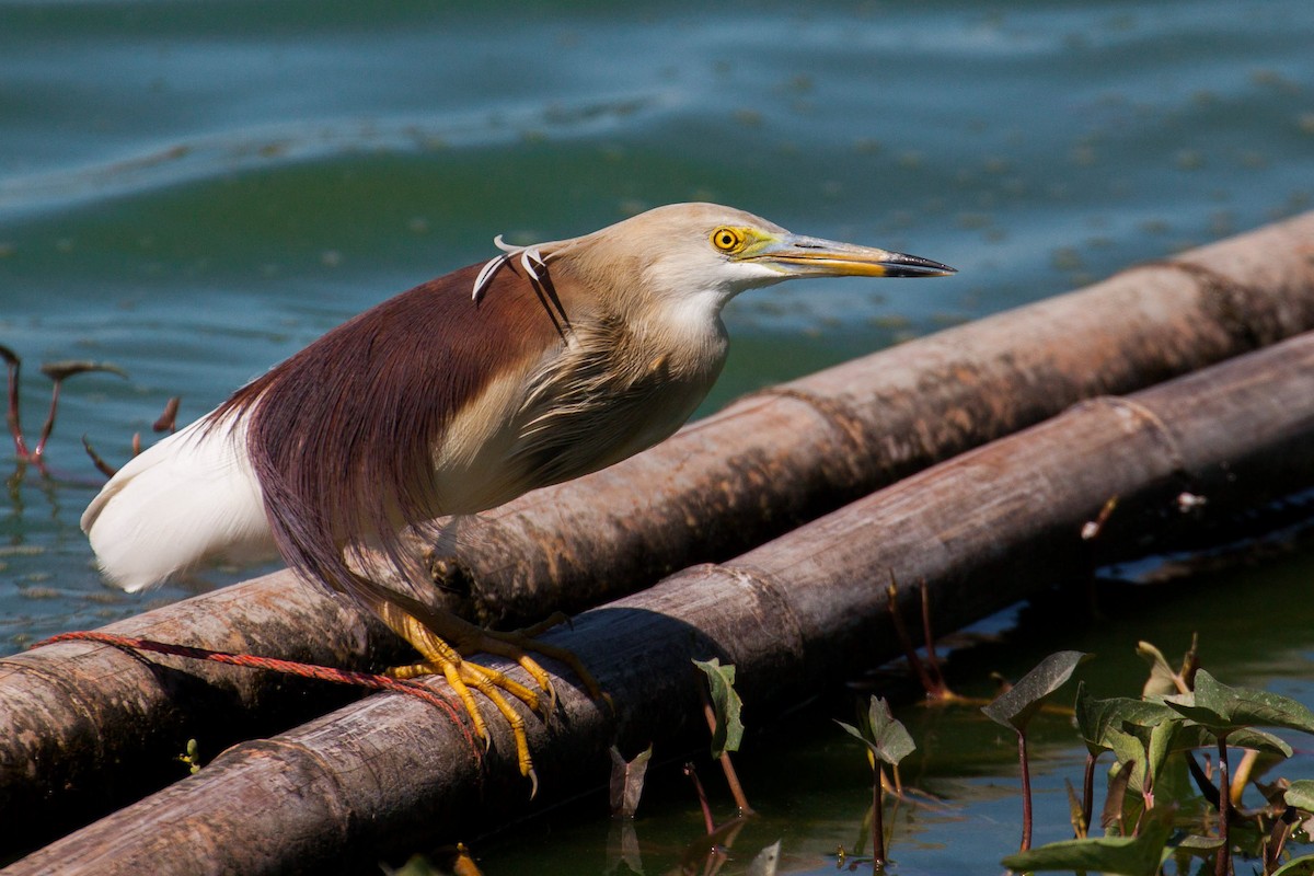 Чапля індійська - ML646399295