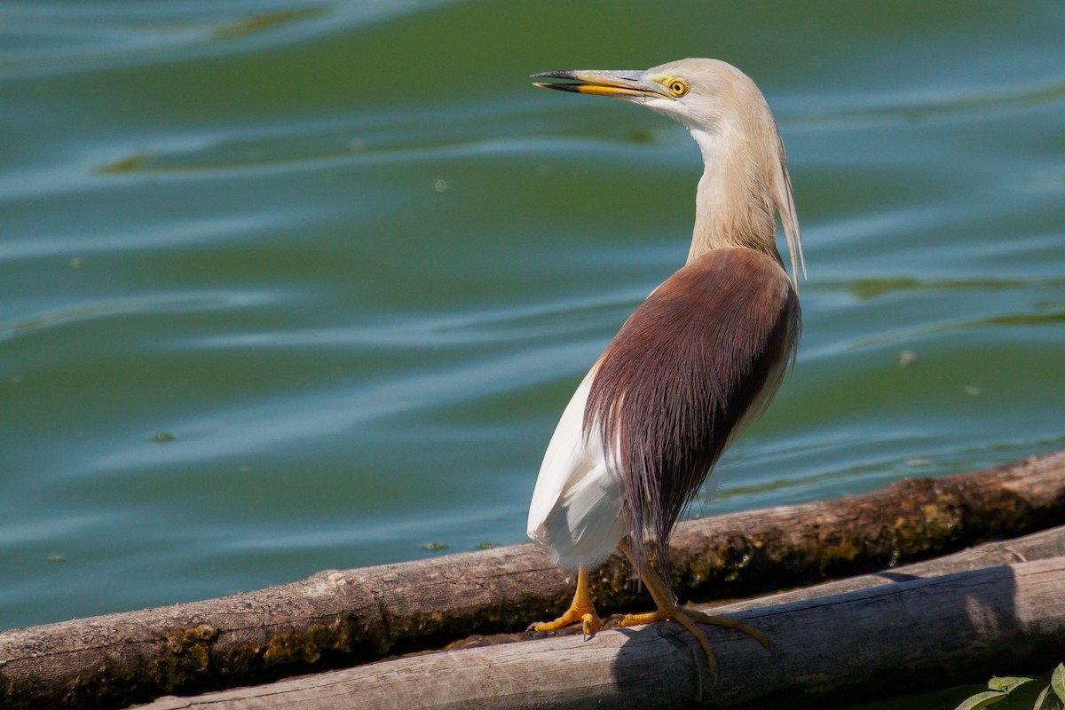 Чапля індійська - ML646399297