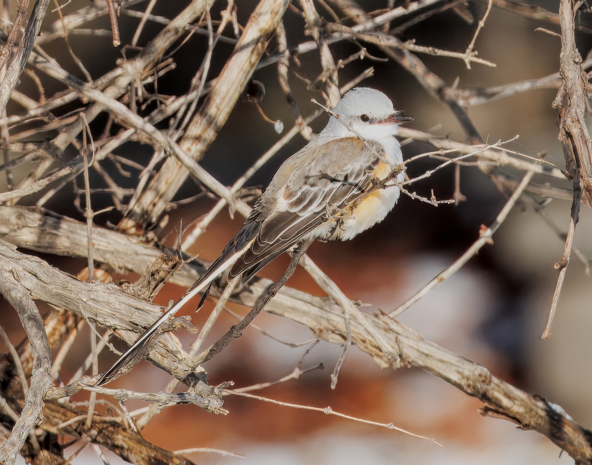 Scissor-tailed Flycatcher - ML646399301
