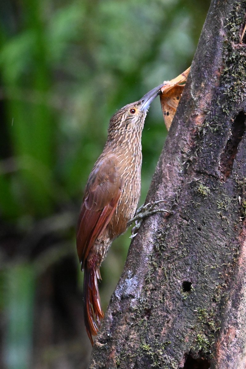 Strong-billed Woodcreeper - ML646399302