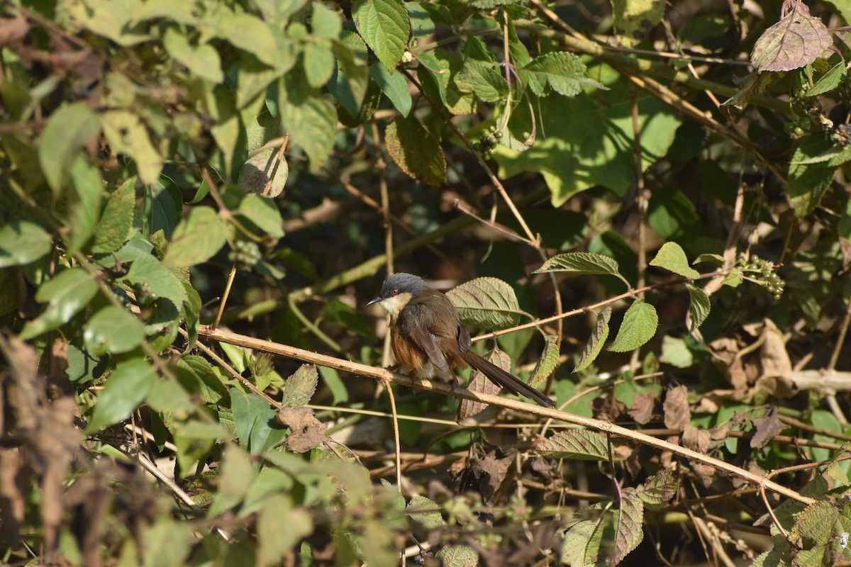 Ashy Prinia - ML646399303