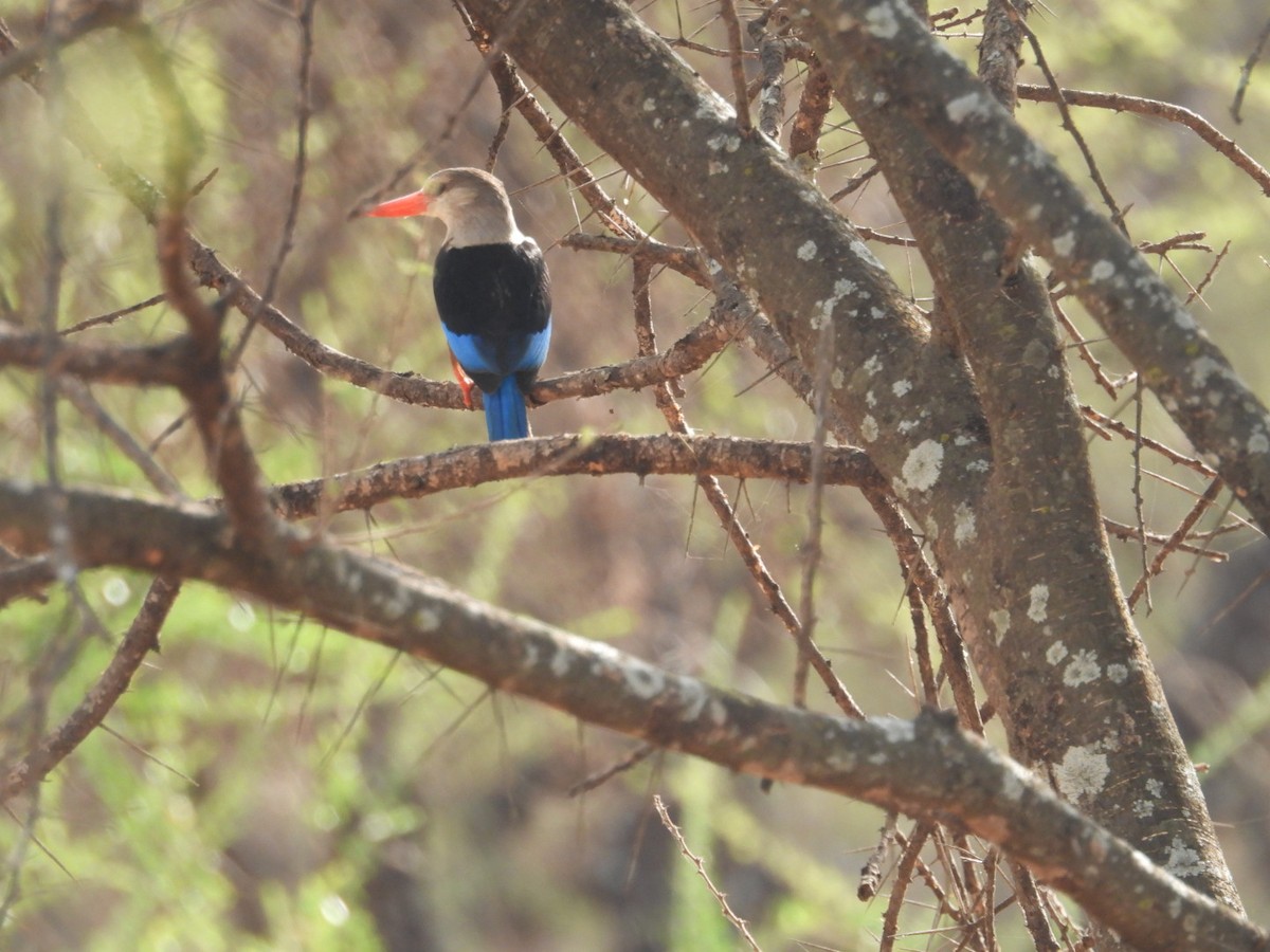 Graukopfliest - ML646399310