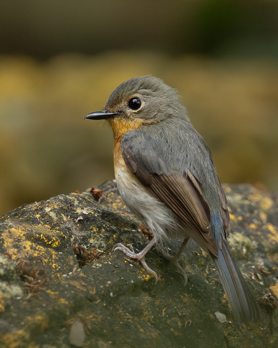 Indochinese Blue Flycatcher - ML646399312