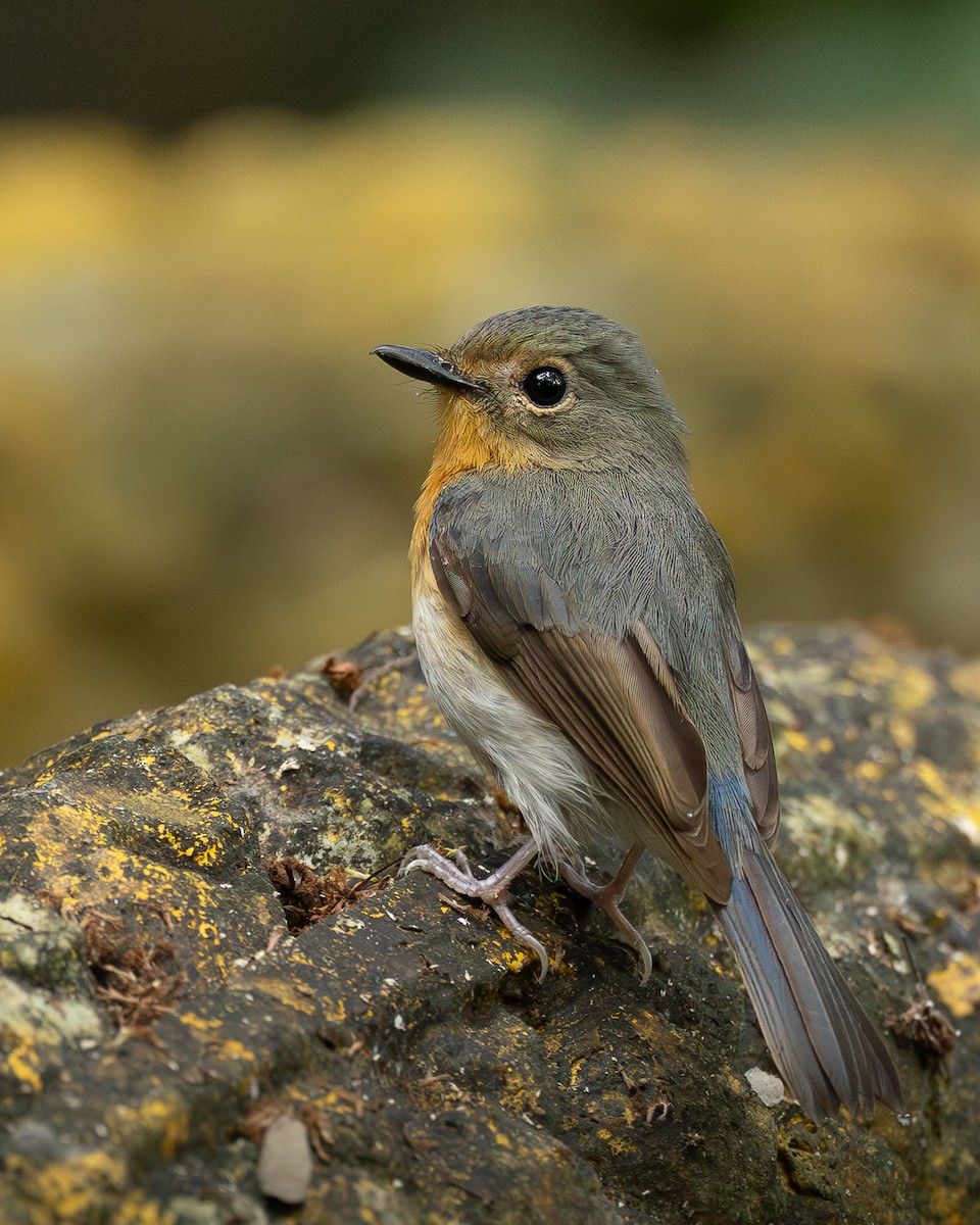 Indochinese Blue Flycatcher - ML646399313