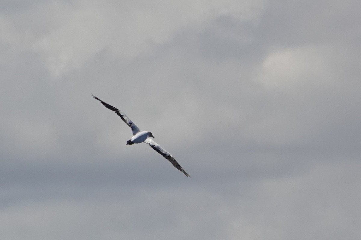 Australasian Gannet - ML646399329